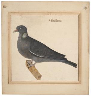 Vincenzo Leonardi - A wood pigeon (Columba palumbus)