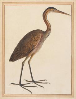 Vincenzo Leonardi - Study of a purple heron (Ardea purpurea)