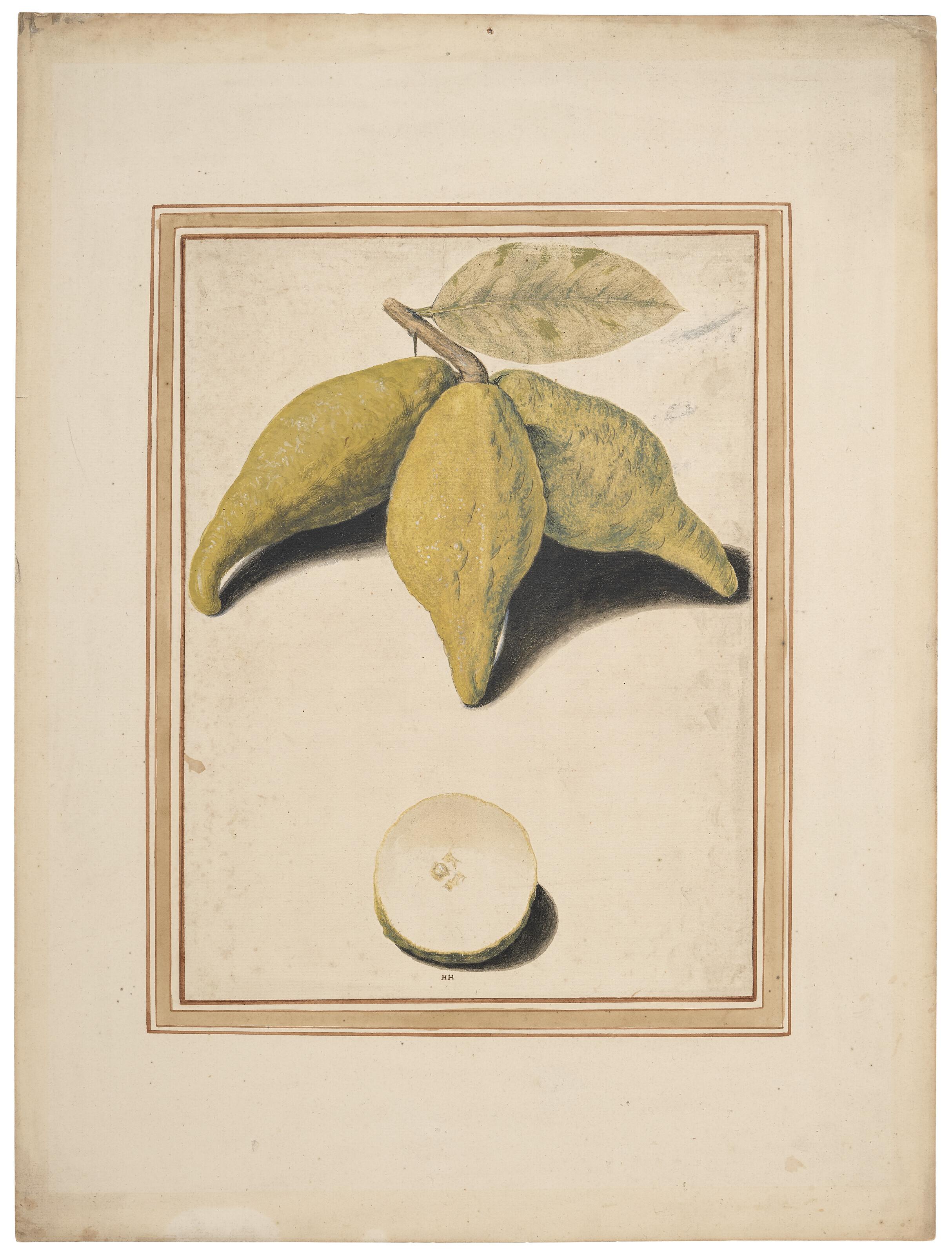Vincenzo Leonardi - Three citron-lemons (Citrus limonimedica) attached to a twig, and one cut open