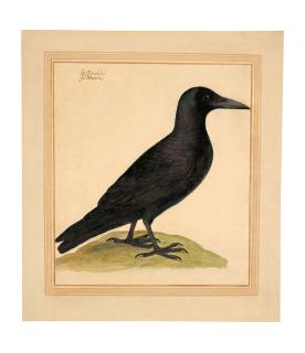 Vincenzo Leonardi - Un Corbeau Freux (Corvus Frugilegus L.)