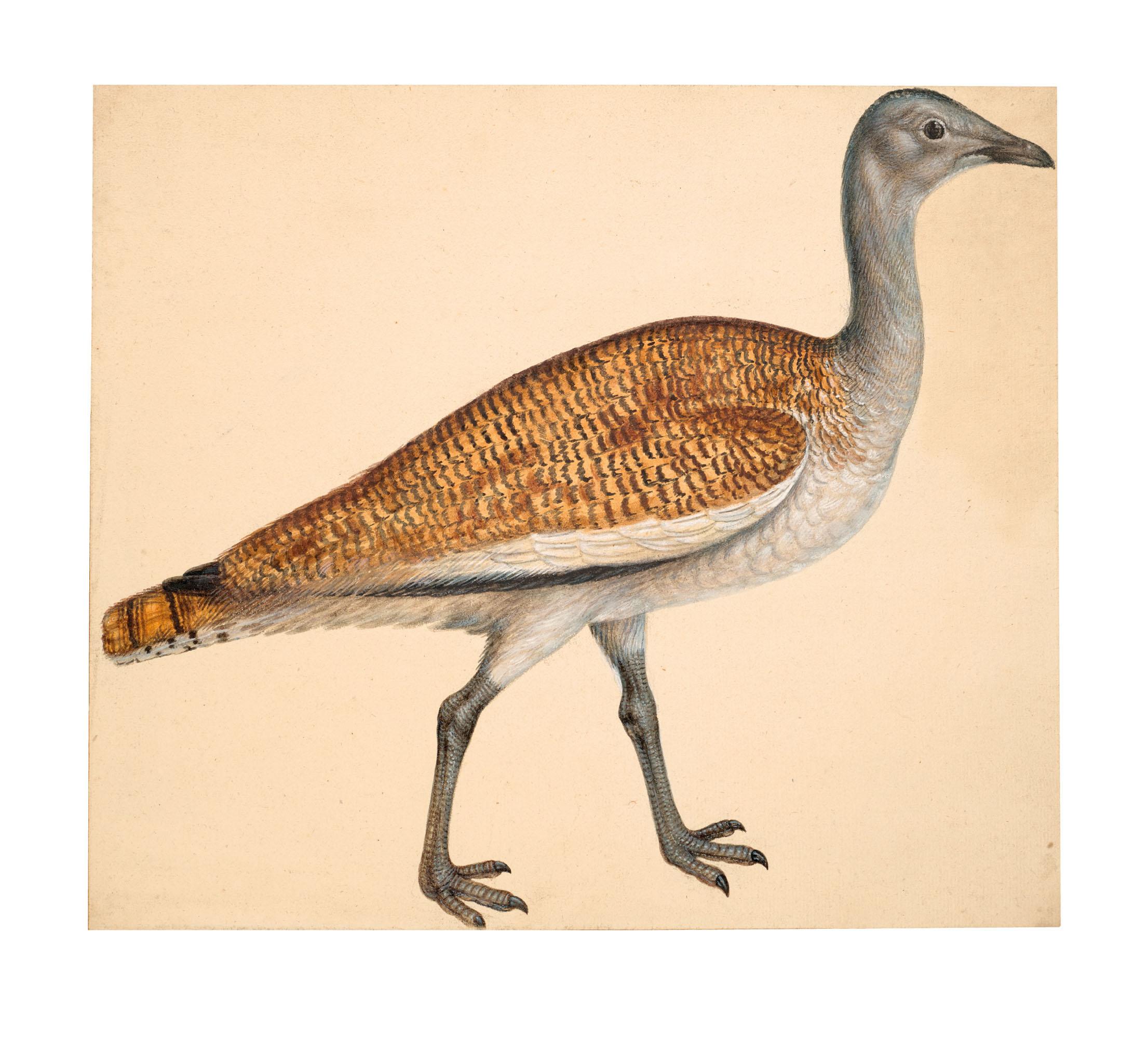 Vincenzo Leonardi - Une Grande Outarde (Otis Tarda L.)