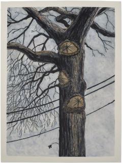Vladimir Maicovski - Pin Oak, Winter, Astoria