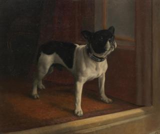 W. Cheesman - A French bulldog, Millicent (The Duchess of Sutherland\'s first pet dog in the 1890s)