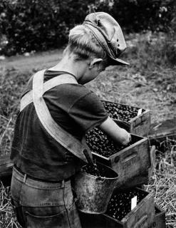 W. Eugene Smith - Boy cherry picker, from Migrant Workers