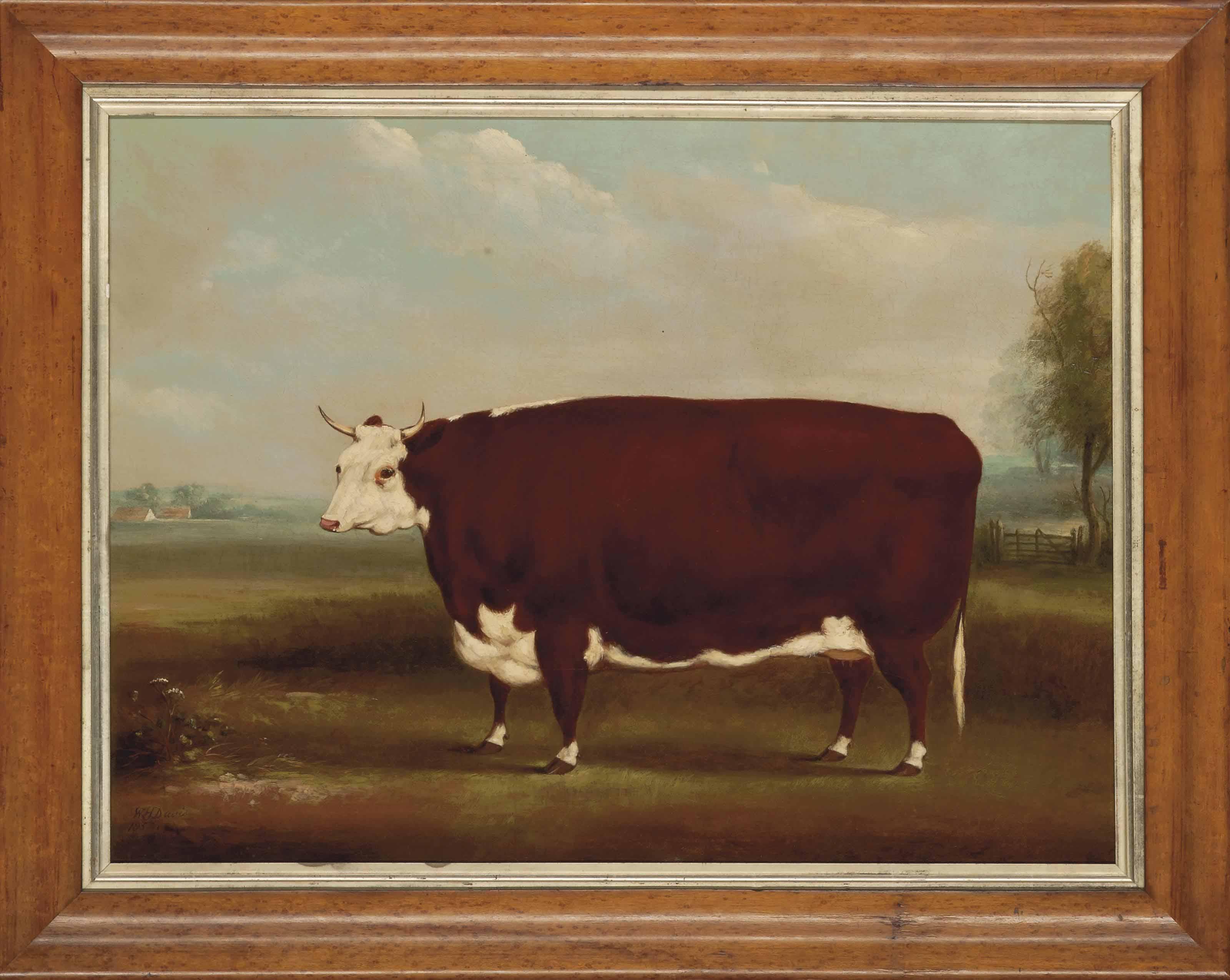 W. H. Davis - A hereford cow in a landscape