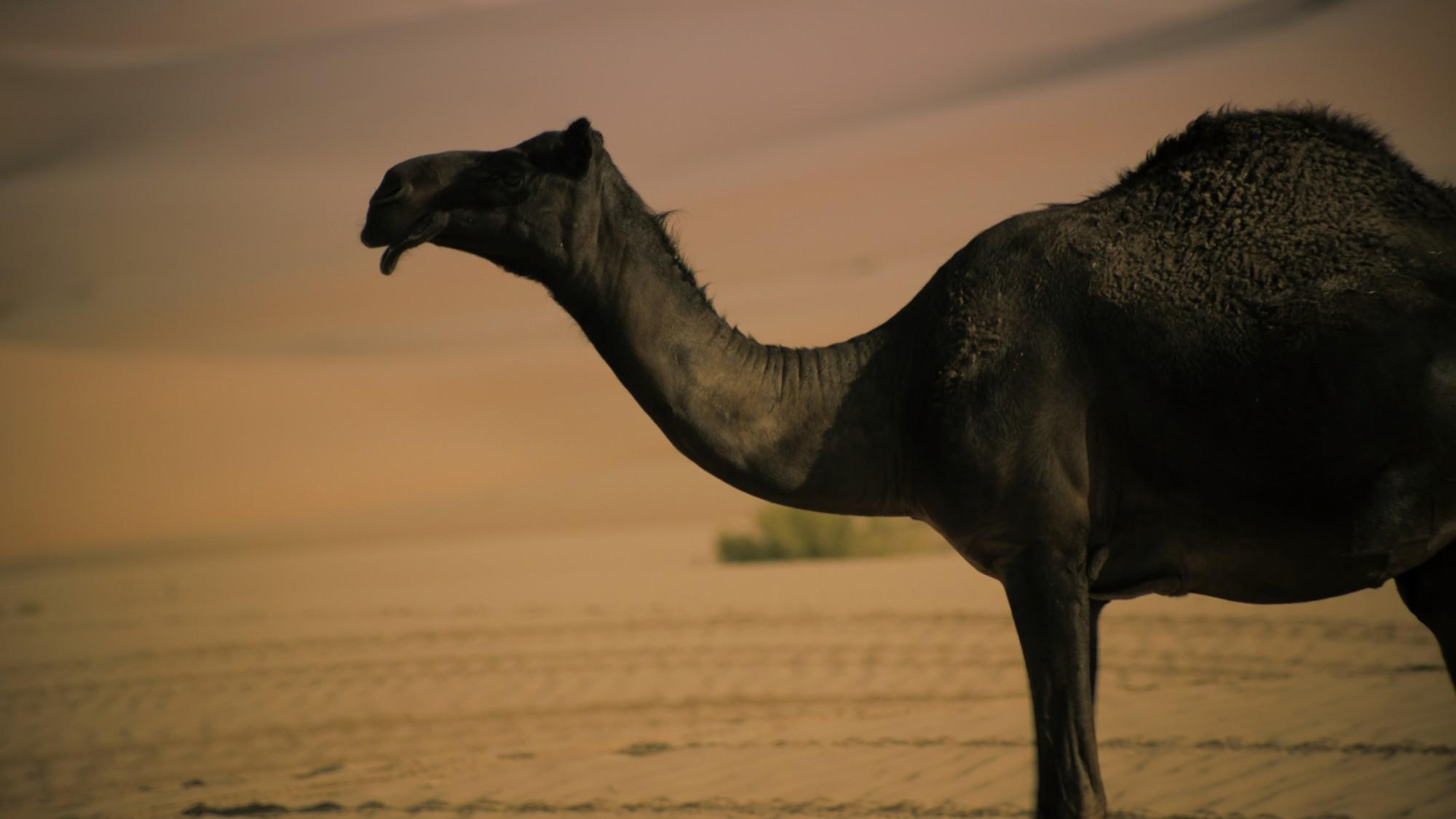 Wael Shawky - Dictums: Manqia I