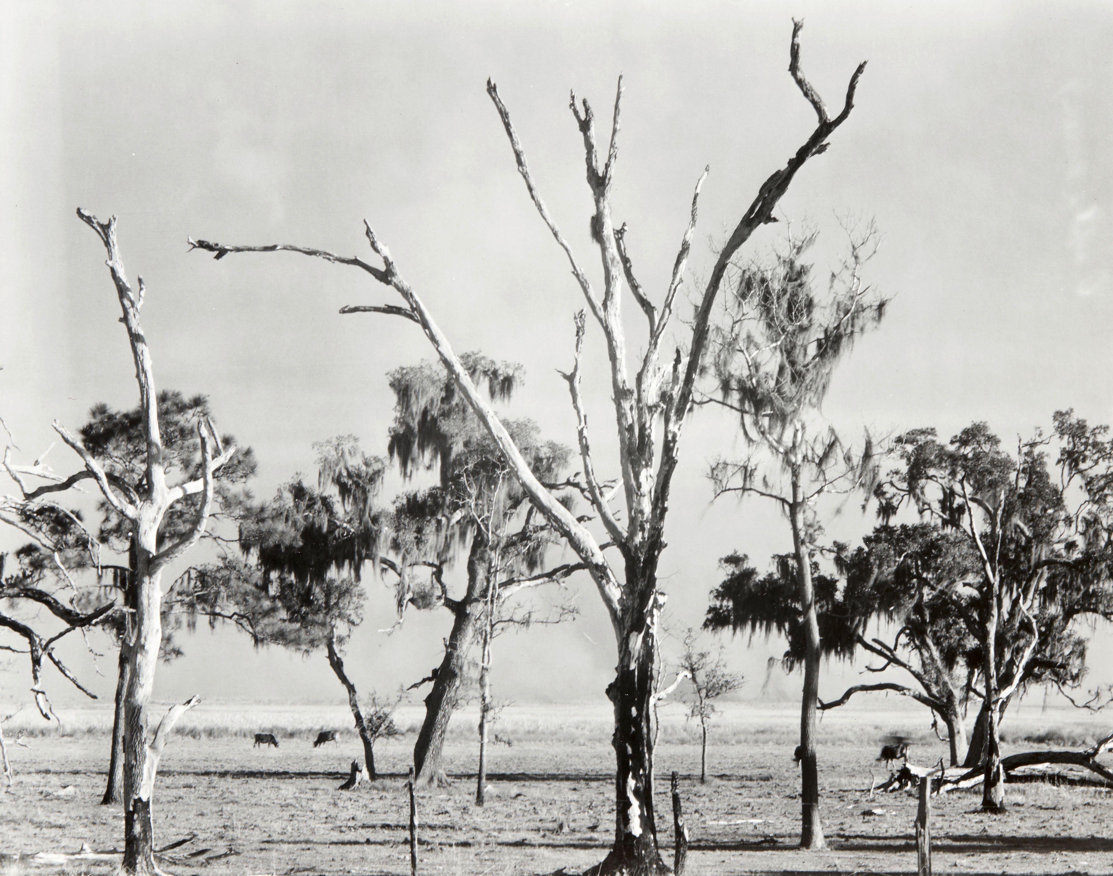 Walker Evans - Eight Photographs including: Landscape, Gulf Coast, Louisiana 8