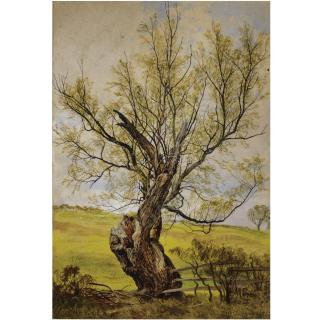 Waller Hugh Paton, R.S.A., R.S.W. - An Ancient Willow In The Grounds Of Hermitage Castle, Roxburghshire 
