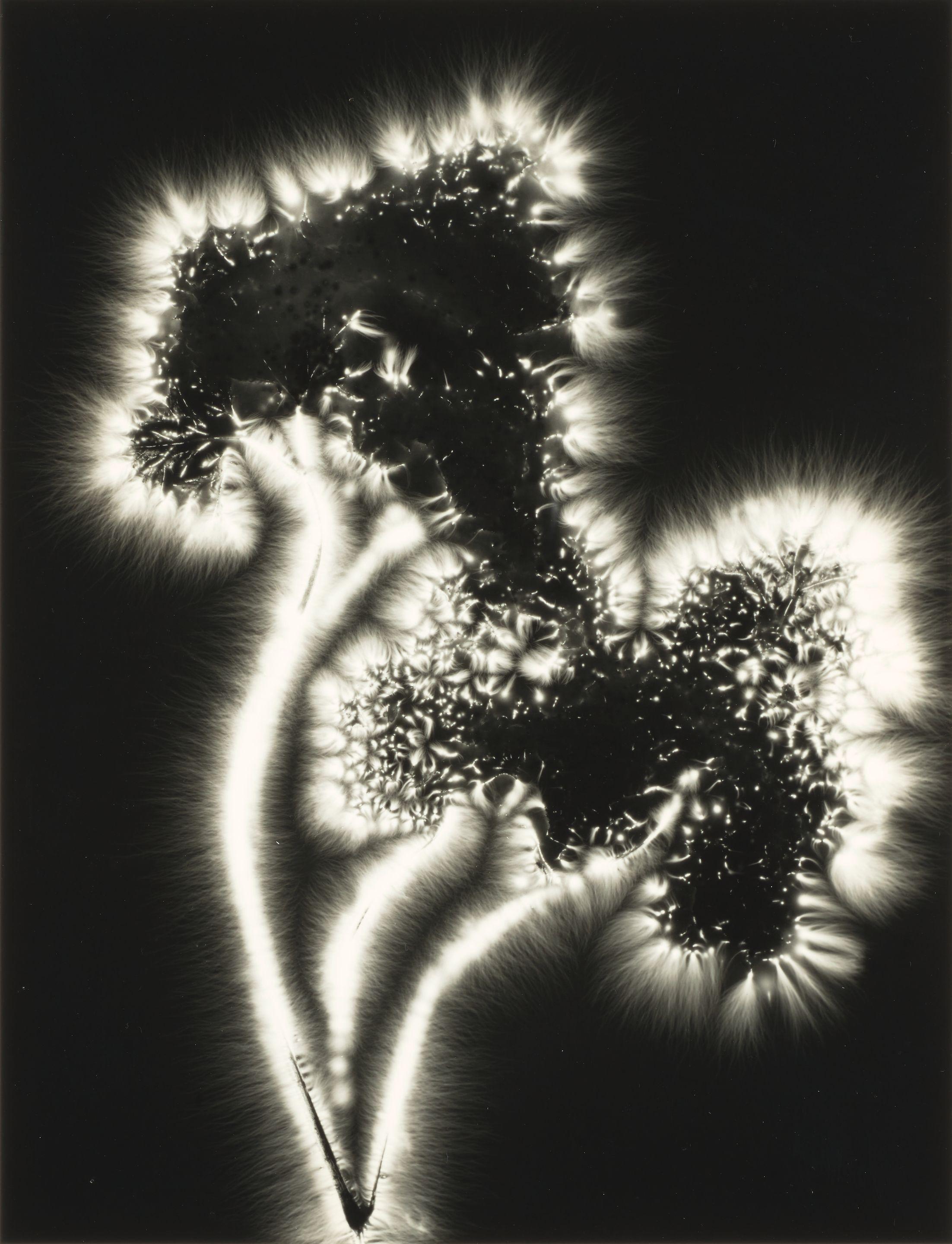 Walter Chappell - Selected Images from the \'Metaflora\' series 3