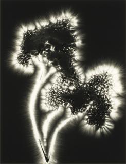 Walter Chappell - Selected Images from the \'Metaflora\' series 3