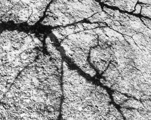 Walter Chappell - Untitled (Abstract tree shadow)