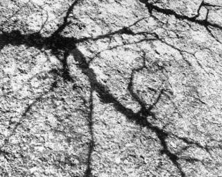 Walter Chappell - Untitled (Abstract tree shadow)