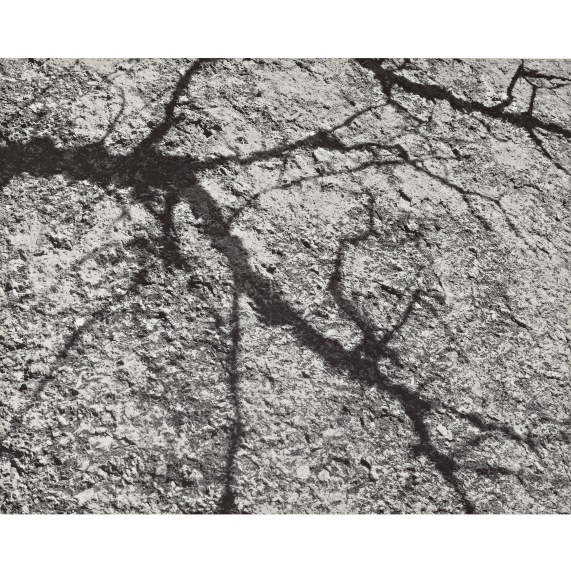 Walter Chappell - Untitled (Tree Shadow)