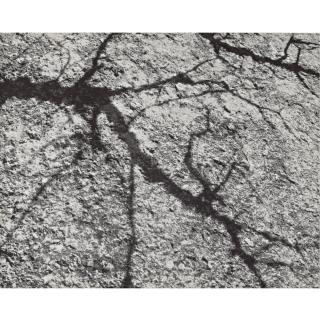 Walter Chappell - Untitled (Tree Shadow)