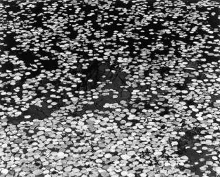 Walter Chappell - Untitled (Waterlilies)