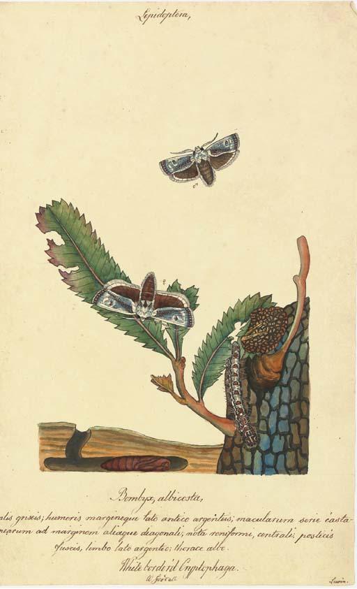 Walter Goodall - Butterflies and Insects