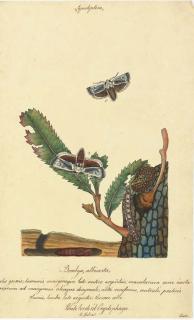 Walter Goodall - Butterflies and Insects