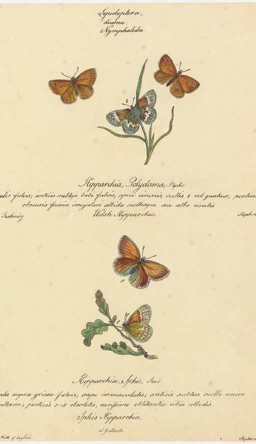 Walter Goodall - Butterflies and Insects