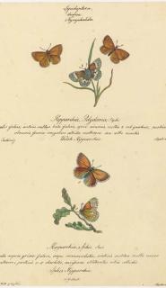 Walter Goodall - Butterflies and Insects