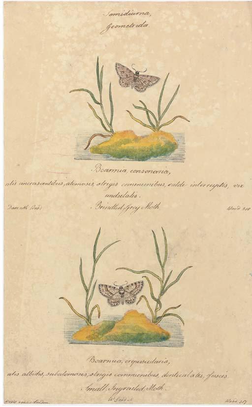 Walter Goodall - Butterflies and Insects