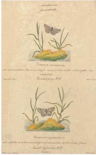 Walter Goodall - Butterflies and Insects