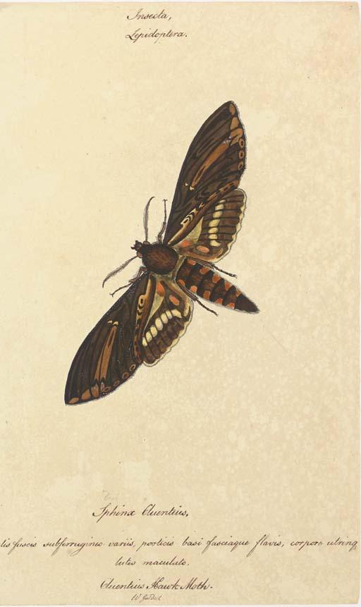 Walter Goodall - Butterflies