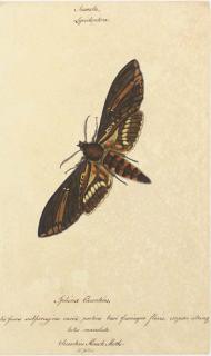 Walter Goodall - Butterflies