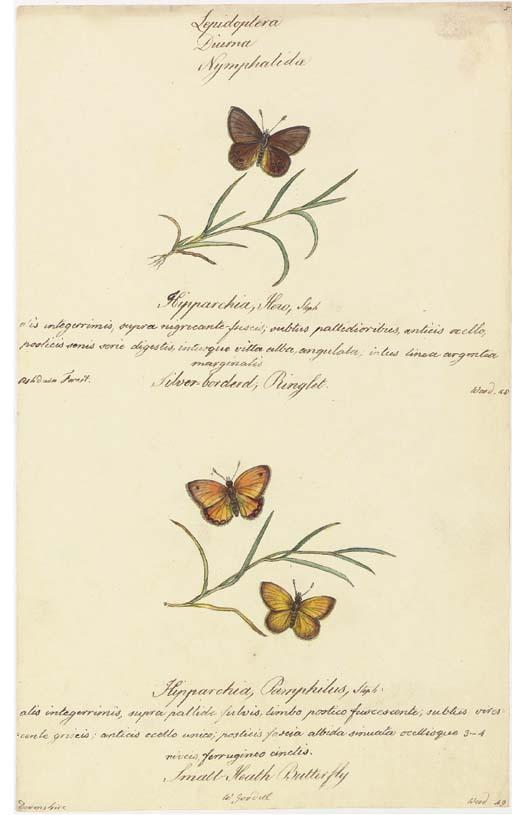 Walter Goodall - Butterflies