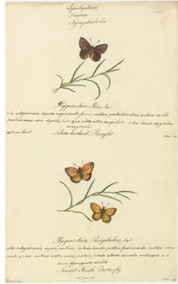 Walter Goodall - Butterflies