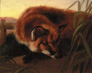 Walter Harrowing - A fox