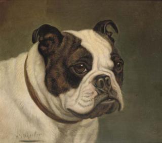 Walter Herbert Wheeler - Bulldog
