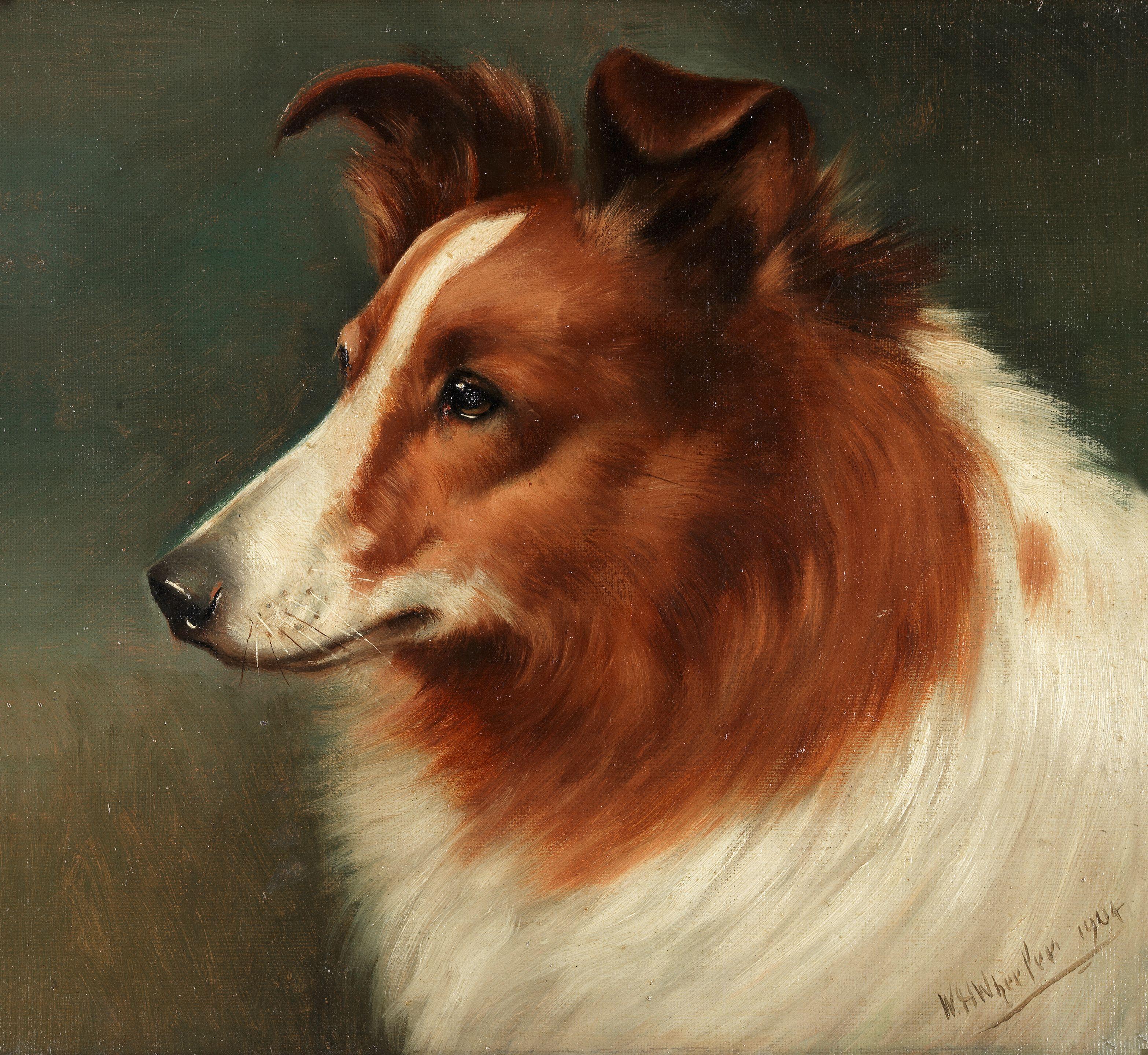 Walter Herbert Wheeler - Portrait of a collie