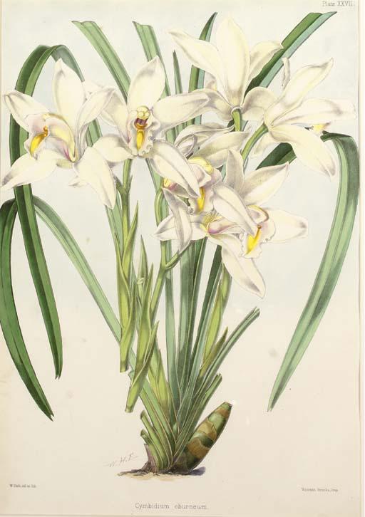 Walter Hood Fitch - Icones Plantarum: Seven Plates