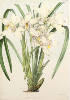 Walter Hood Fitch - Icones Plantarum: Seven Plates