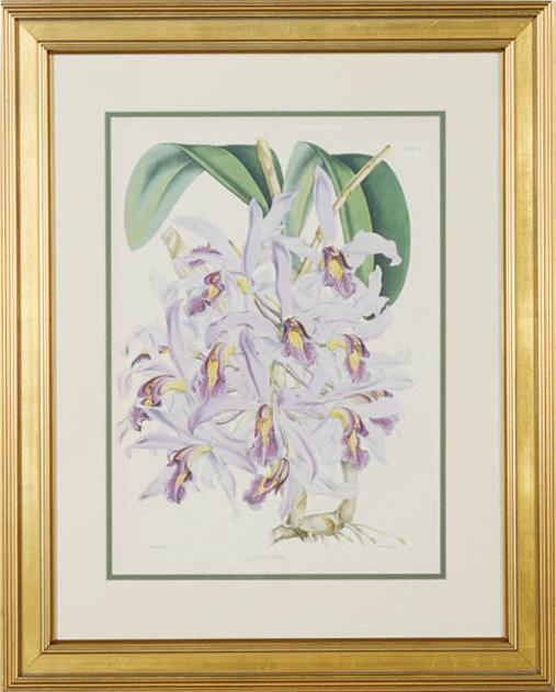 Walter Hood Fitch - Orchids: Six Plates