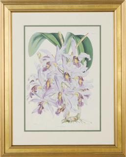 Walter Hood Fitch - Orchids: Six Plates