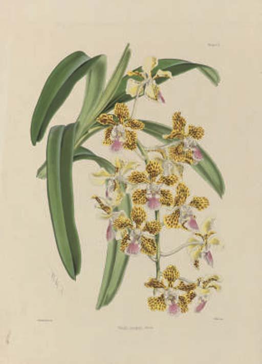 Walter Hood Fitch - Studies of Orchids