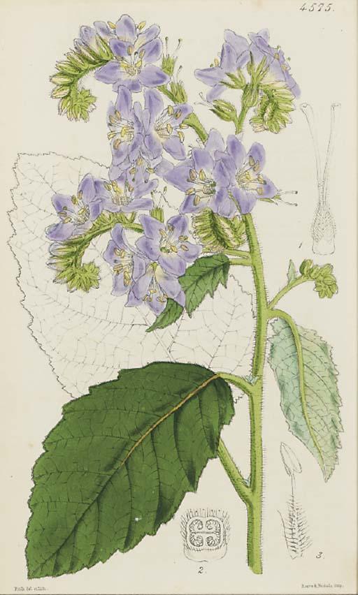 Walter Hood Fitch - The Botanical Magazine or Flower Garden Displayed: Six Plates