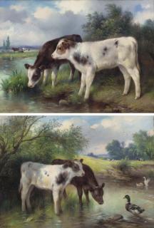 Walter Hunt - Calves watering