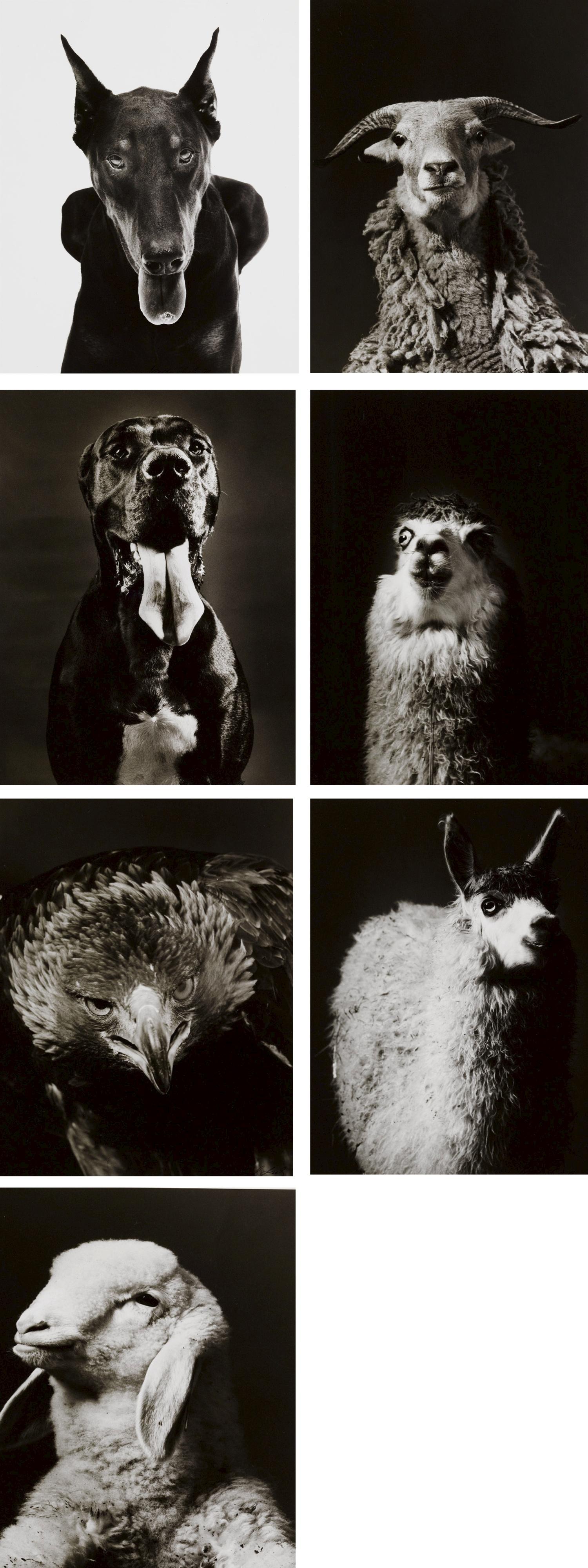 Walter Schels - Dobermann, 1990 Dogge, 1990 Adler, 1990 Schaf, 1985 Bock, 1985 Alpaca #1, 1985 Alpaca #2, 1985
