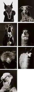Walter Schels - Dobermann, 1990 Dogge, 1990 Adler, 1990 Schaf, 1985 Bock, 1985 Alpaca #1, 1985 Alpaca #2, 1985