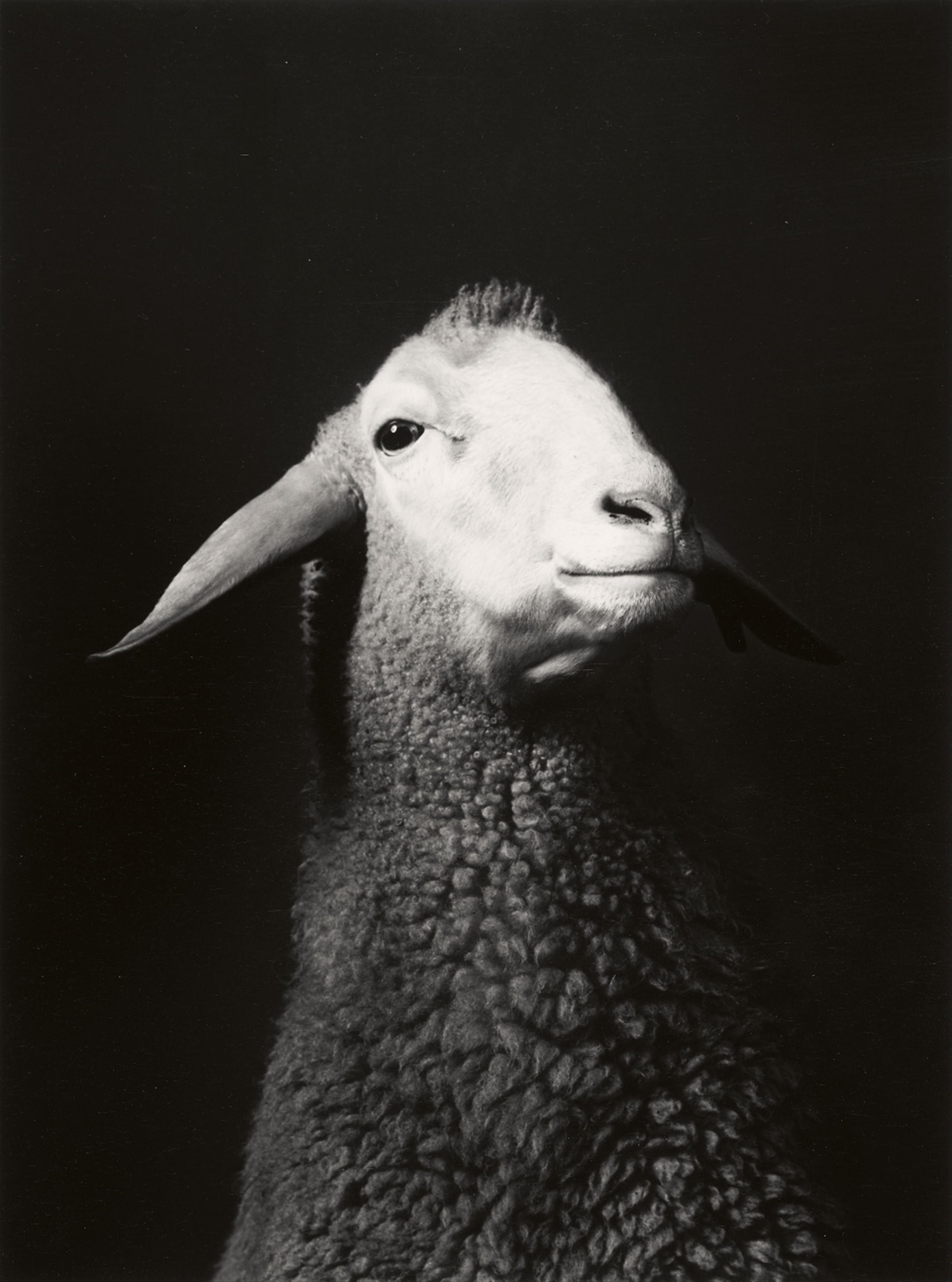 Walter Schels - Schaf. Esel. Ziege. Lama (aus der Serie: Tierische Portraits)