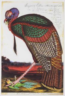 Walton Ford - Benjamin\'s Emblem