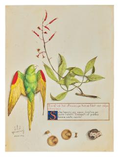 Walton Ford - Columbiana - Labats Canure