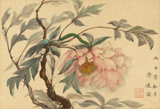 Wang Jiyuan - Peony, 1966