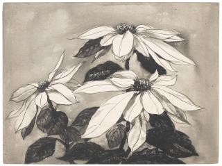 Wang Jiyuan - White Poinsettia