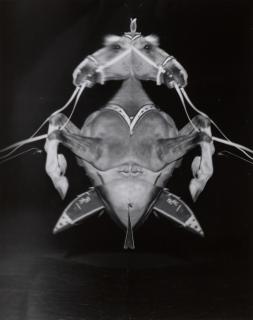 Weegee - Untitled, (Double Horses), c. 1955