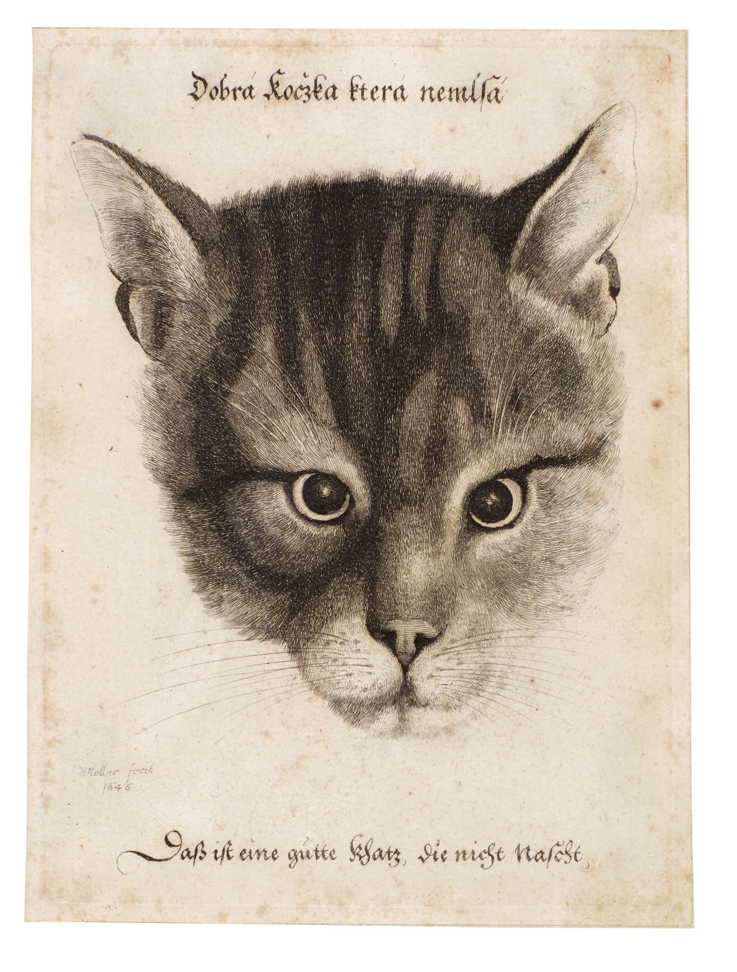 Wenceslas Hollar - Head of a Cat (Pennington 2109)