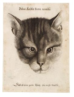 Wenceslas Hollar - Head of a Cat (Pennington 2109)