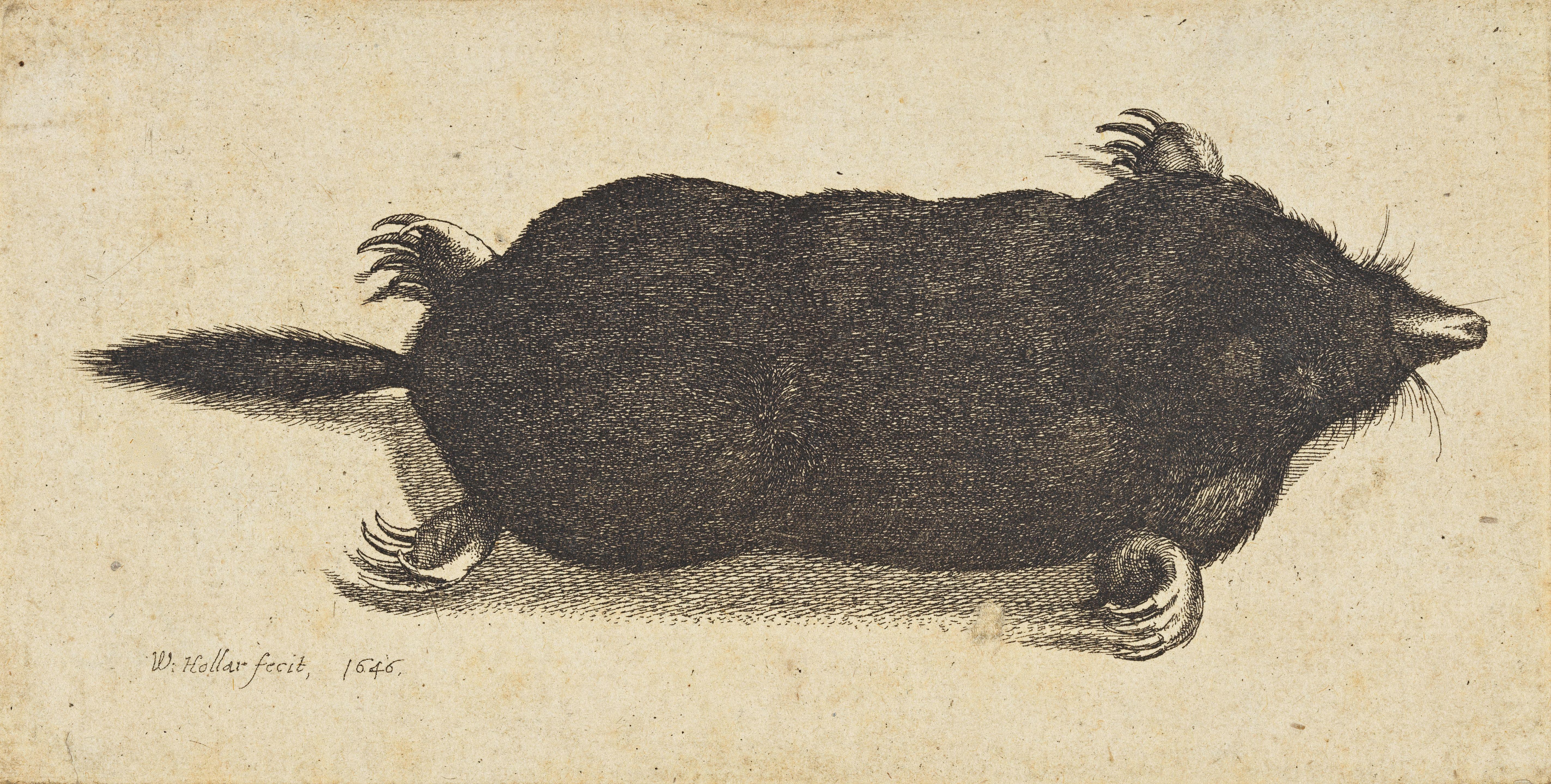 Wenceslaus Hollar - Dead Mole